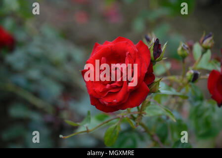 Rose Dublin Bay Stockfoto