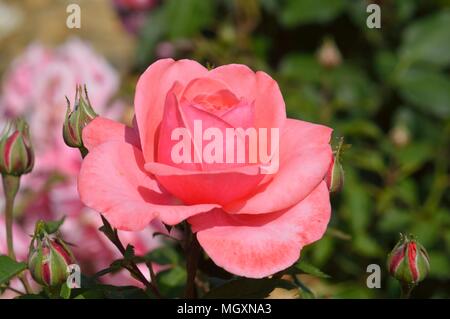 Rose Elaine Seite Stockfoto