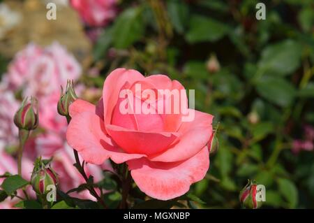 Rose Elaine Seite Stockfoto