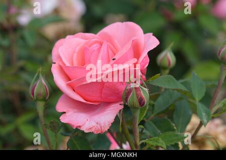 Rose Elaine Seite Stockfoto