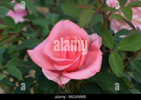 Rose Elaine Seite Stockfoto