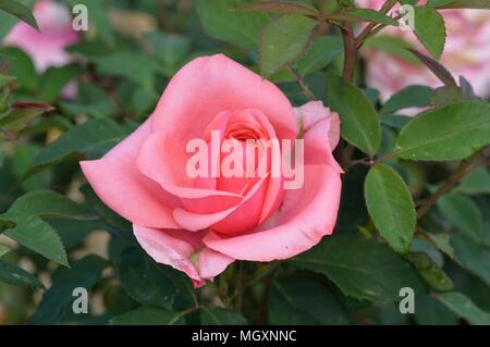 Rose Elaine Seite Stockfoto