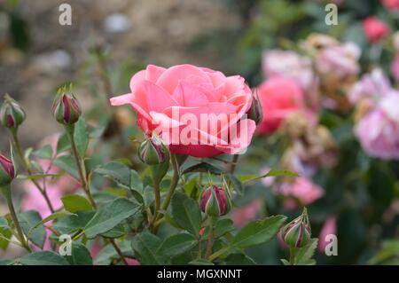 Rose Elaine Seite Stockfoto