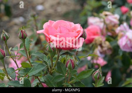 Rose Elaine Seite Stockfoto