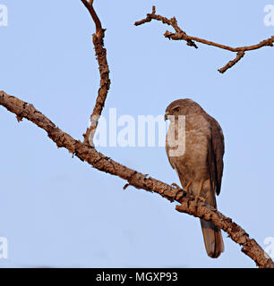 Shikra hocken auf einem getrockneten Zweig der Baumstruktur, die auf dem Hintergrund des blauen Himmels Stockfoto