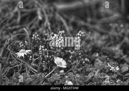 Grass close-up im grünen Rasen, blured Hintergrund, frische Textur. Stockfoto