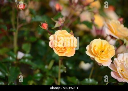 Rose Blume Teppich Gelb Stockfoto