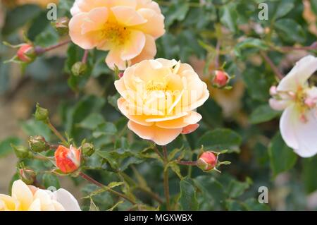 Rose Blume Teppich Gelb Stockfoto