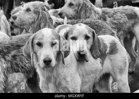 David Davies Fox Hounds Stockfoto