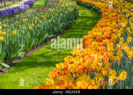 Keukenhof, als der Garten Europas bekannt, ist in Lisse South Holland Niederlande. Für 8 Wochen jedes Jahr zieht es über 800000 Besucher Stockfoto