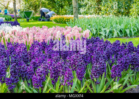 Keukenhof, als der Garten Europas bekannt, ist in Lisse South Holland Niederlande. Für 8 Wochen jedes Jahr zieht es über 800000 Besucher Stockfoto