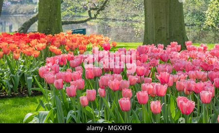 Keukenhof, als der Garten Europas bekannt, ist in Lisse South Holland Niederlande. Für 8 Wochen jedes Jahr zieht es über 800000 Besucher Stockfoto