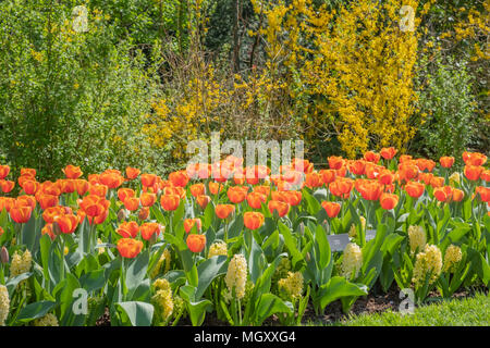 Keukenhof, als der Garten Europas bekannt, ist in Lisse South Holland Niederlande. Für 8 Wochen jedes Jahr zieht es über 800000 Besucher Stockfoto