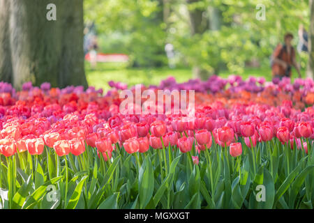 Keukenhof, als der Garten Europas bekannt, ist in Lisse South Holland Niederlande. Für 8 Wochen jedes Jahr zieht es über 800000 Besucher Stockfoto