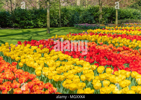 Keukenhof, als der Garten Europas bekannt, ist in Lisse South Holland Niederlande. Für 8 Wochen jedes Jahr zieht es über 800000 Besucher Stockfoto