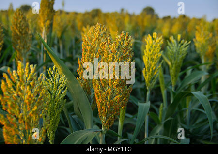 Selektive Weichzeichner von Sorghum im Sonnenlicht. Stockfoto