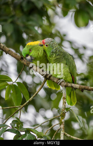 Rot-lored Parrot - Amazona autumnalis, schönen grünen Papagei aus Mittelamerika Wälder, Costa Rica. Stockfoto