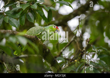 Rot-lored Parrot - Amazona autumnalis, schönen grünen Papagei aus Mittelamerika Wälder, Costa Rica. Stockfoto