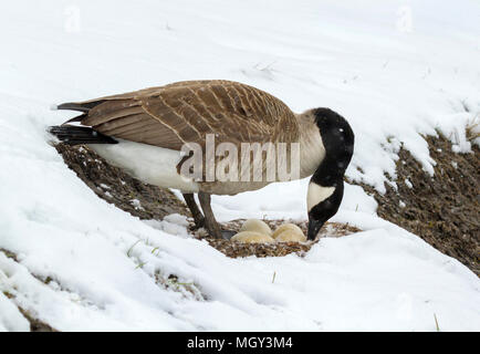 Weibliche Kanadagans (Branta canadensis) in der Nähe des Nestes unter Schneefall, Ames, Iowa, USA. Stockfoto