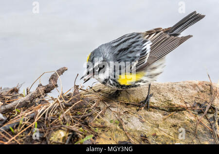 Männliche Yellow-rumped Warbler (Setophaga coronata) Nahrungssuche am Rande des Sees im Frühling Migration, Ames, Iowa, USA Stockfoto