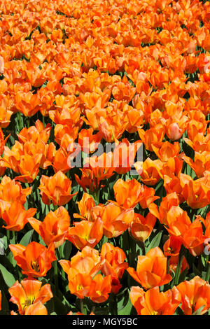 Bereich der orange Tulpen im Botanischen Garten im Frühling Stockfoto