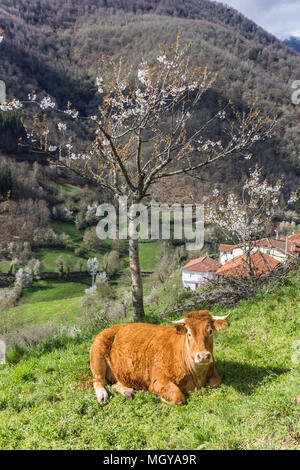 Kuh unter einem Baum in Picos de Europa National Park in Spanien Stockfoto