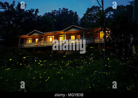 Leuchtkäfer im Land Seite von Chiayi bei Nacht Stockfoto