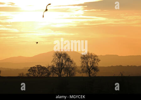 Helle Sonnenaufgang Sonnenaufgang Landschaft mit Bäumen und Vogel Silhouetten über die wrekin und die shropshire Hills Stockfoto