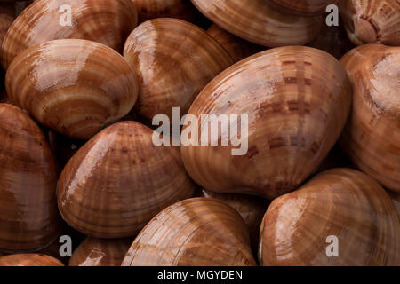 Frische rohe geschlossen glatte Muscheln full frame Nahaufnahme Stockfoto