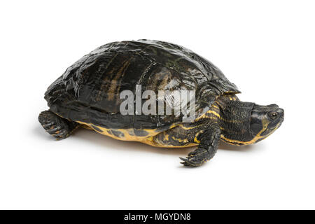 Single wasser Schildkröte auf weißem Hintergrund Stockfoto