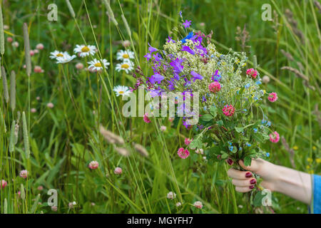 Strauß Wildblumen in der Hand eines Mädchens, das auf dem Hintergrund der Sommer Wiese mit Gänseblümchen, Klee. Konzept der Jahreszeiten, Umwelt und Ökologie, na Stockfoto