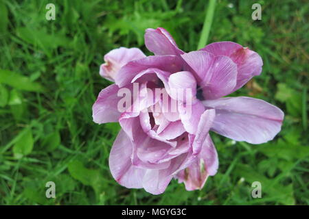 Diese pulsierende lila Tulpe ist ein willkommener Farbtupfer Frühling Farbe in einen Englischen Garten. Stockfoto