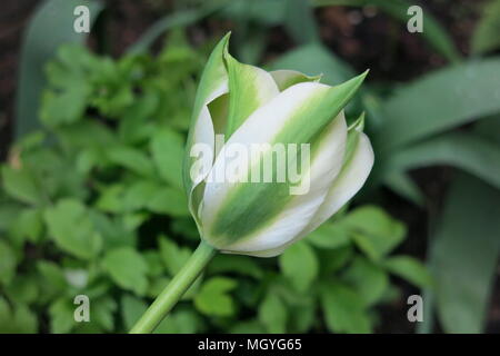Diese Nahaufnahme der Vielfalt der Tulip pring Green' aufgerufen, zeigt das Lebendige grün blinken, dass durch das Elfenbein-farbigen Blütenblätter. Stockfoto