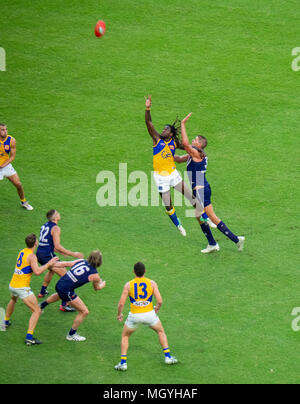 Nic Naitanui und Aaron Sandilands in einem ruck Wettbewerb im ersten Derby zwischen Fremantle Hafenarbeiter und West Coast Eagles bei Optus Stadion, Perth WA. Stockfoto