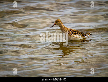 Weibliche Ruff im Frühsommer Gefieder Stockfoto