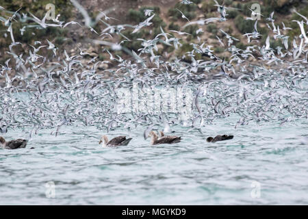 Antarktis prion Pachyptila desolata Masse sammeln von vielen Vögeln ernähren von Copepoden in die Bucht von Elsehul, Südgeorgien Stockfoto