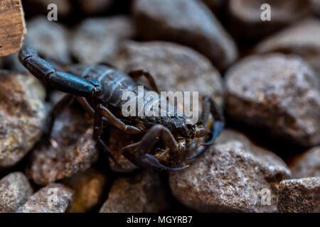 Skorpion gehen auf Felsen Stockfoto