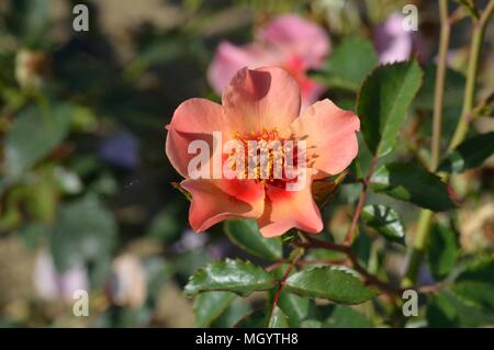 Rose für Ihre Augen nur Stockfoto