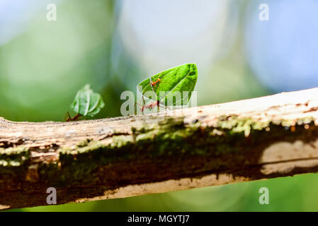 Ameisen sind die Blätter Stockfoto