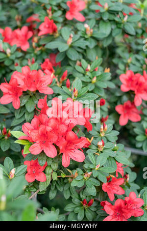 Große rote Azalee Busch im Garten. Saison von blühenden Azaleen Stockfoto