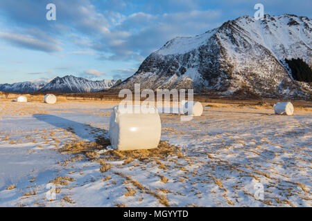 Ackerland mit Heuballen im Winter auf die verschneite Ebenen von Gimsoya Insel, Lofoten, Norwegen Stockfoto