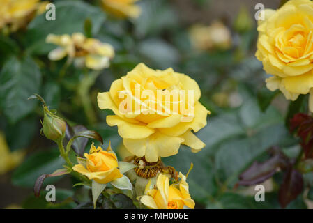 Rose glücklich Goldene Hochzeit Stockfoto