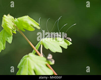 Adela reaumurella im Frühjahr. Kleine Motten mit lächerlich lange Antenne. Stockfoto