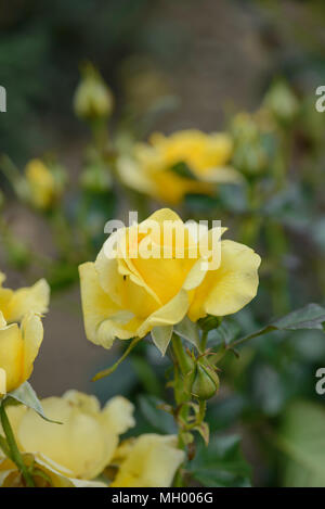 Rose glücklich Goldene Hochzeit Stockfoto