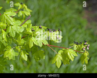 Adela reaumurella im Frühjahr. Kleine Motten mit lächerlich lange Antenne. Stockfoto