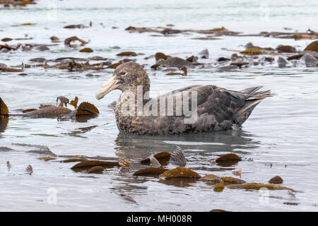 Northern giant petrel Macronectes halli Erwachsenen Schwimmen am Meer in der Nähe der Küste, Südgeorgien Stockfoto