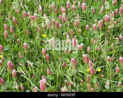 Natur Hintergrund. Clover Wiese. Stockfoto