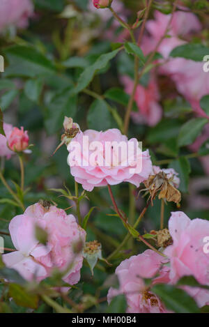 Rose glücklichen Ruhestand Stockfoto