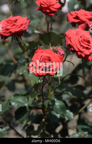 Rose glücklichen Ruhestand Stockfoto