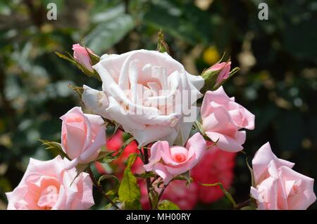 Rose glücklichen Ruhestand Stockfoto